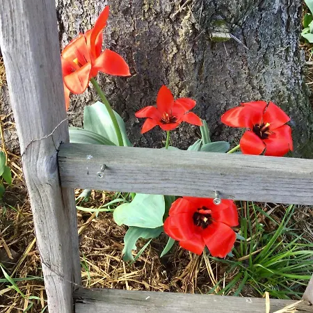 Daire Schwalbennest-grosskoschen Grosskoschen