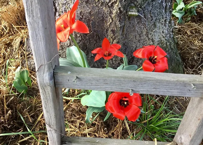 Daire Schwalbennest-grosskoschen Grosskoschen